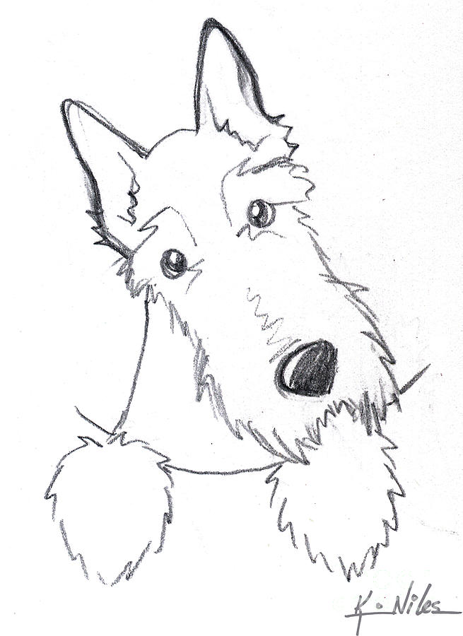 655x900 pocket scottie sketch drawing - Scottish Drawings