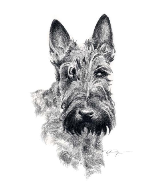 570x643 scottish terrier dog pencil drawing art print - Scottish Drawings