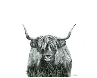 375x300 scottish cow drawings for sale saatchi art - Scottish Drawings