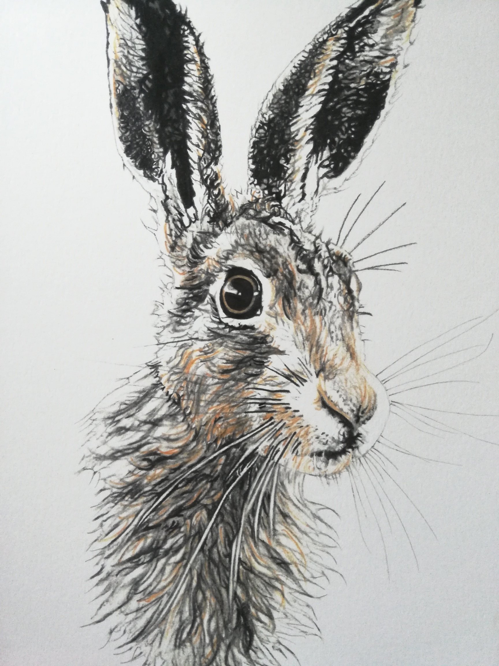 1728x2304 scottish hare wall art, animal drawings from scotland, wildlife - Scottish Drawings