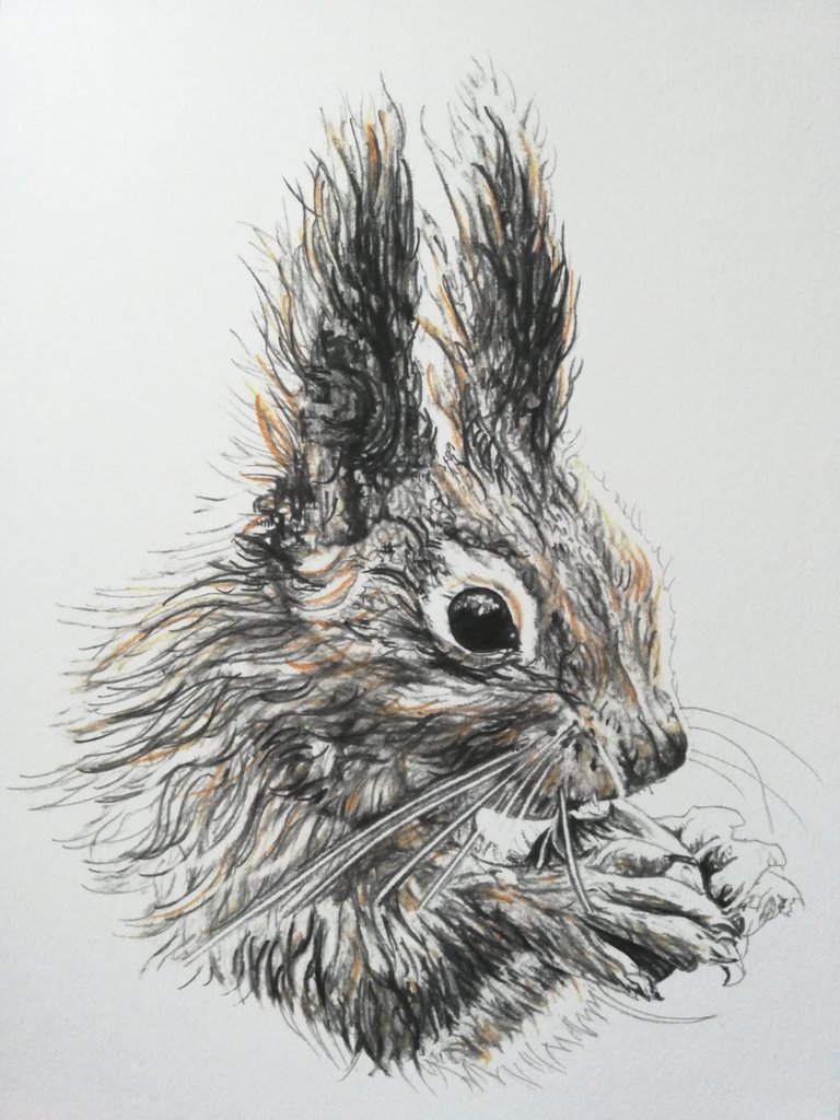 768x1024 scottish red squirrel wall art, animal drawings from scotland - Scottish Drawings