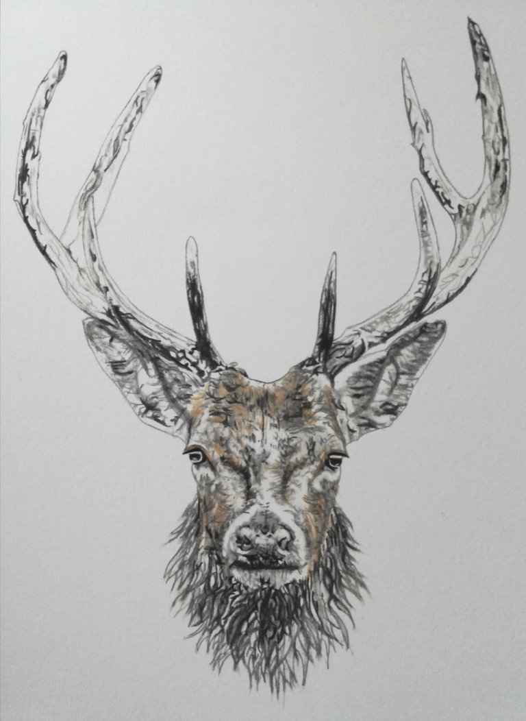 768x1052 scottish stag wall art, animal drawings from scotland, wildlife - Scottish Drawings