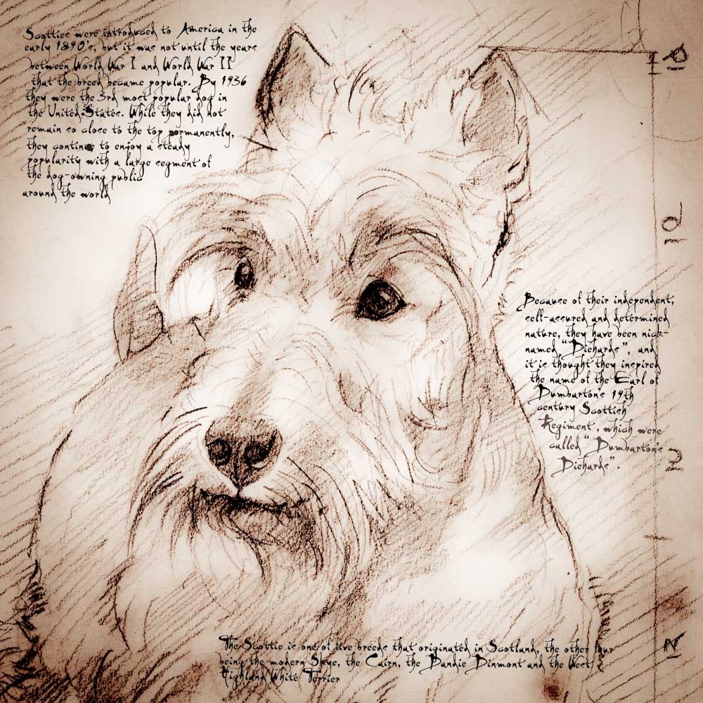 1000x1000 scottish terrier face detail of a da vinci style drawing - Scottish Drawings