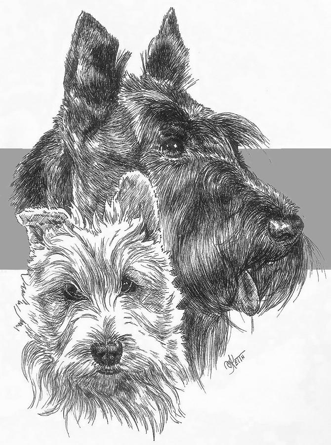 670x900 scottish terrier and pup drawing - Scottish Terrier Drawing
