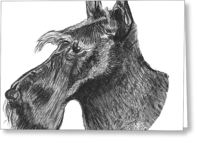 646x470 scottish terrier dog drawing - Scottish Terrier Drawing