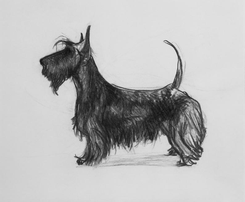 794x654 scottish terrier drawing maxine etsy - Scottish Terrier Drawing