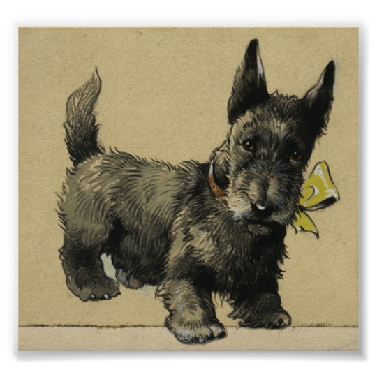 540x540 scottish terrier drawing poster - Scottish Terrier Drawing