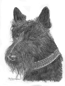 228x300 scottish terrier drawing - Scottish Terrier Drawing