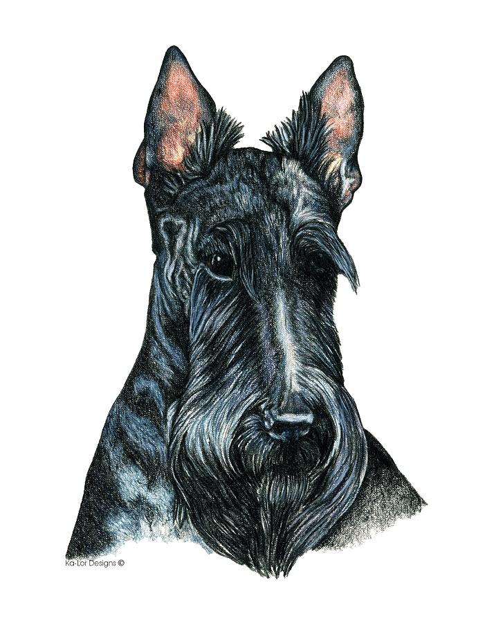 714x900 scottish terrier drawing - Scottish Terrier Drawing