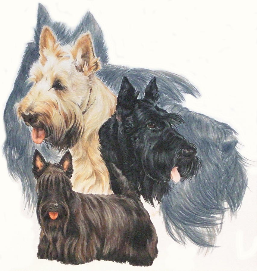 853x900 scottish terrier grouping drawing - Scottish Terrier Drawing