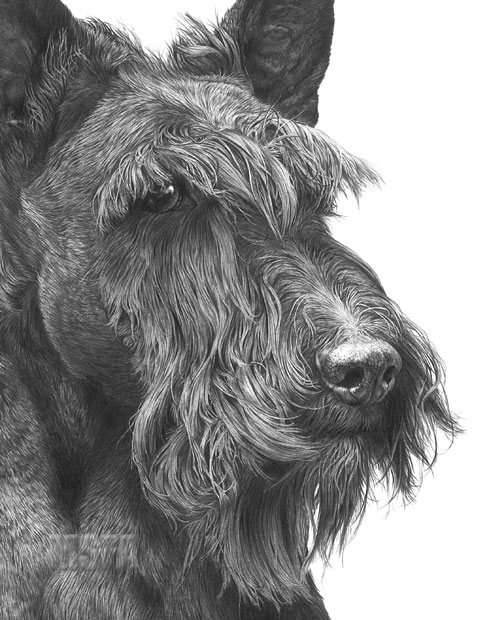 480x620 scottish terrier large superb quality giclee print - Scottish Terrier Drawing