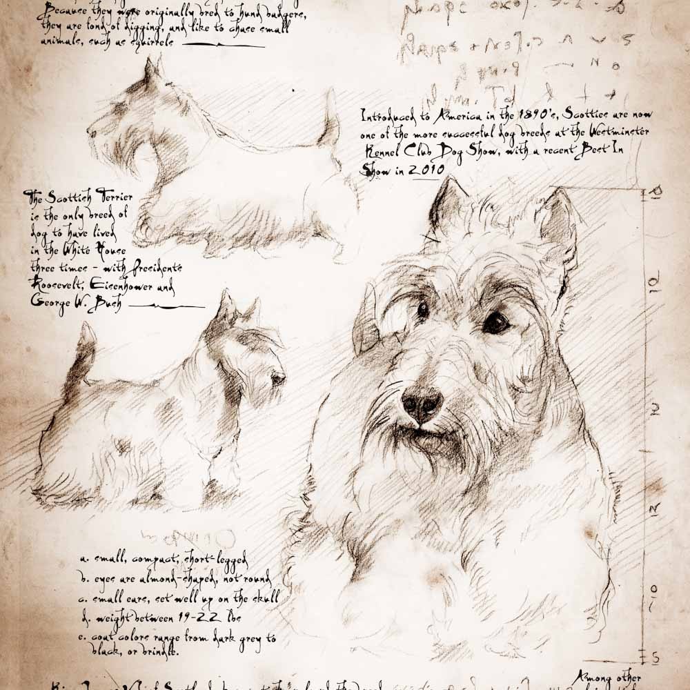 1000x1000 scottish terrier study a full size da vinci style drawing - Scottish Terrier Drawing