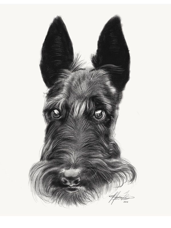 Scottish Terrier Drawing at PaintingValley.com | Explore collection of ...