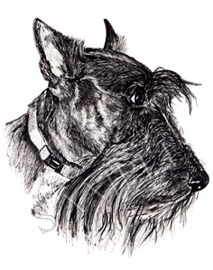 236x300 scottish terrier animal art - Scottish Terrier Drawing