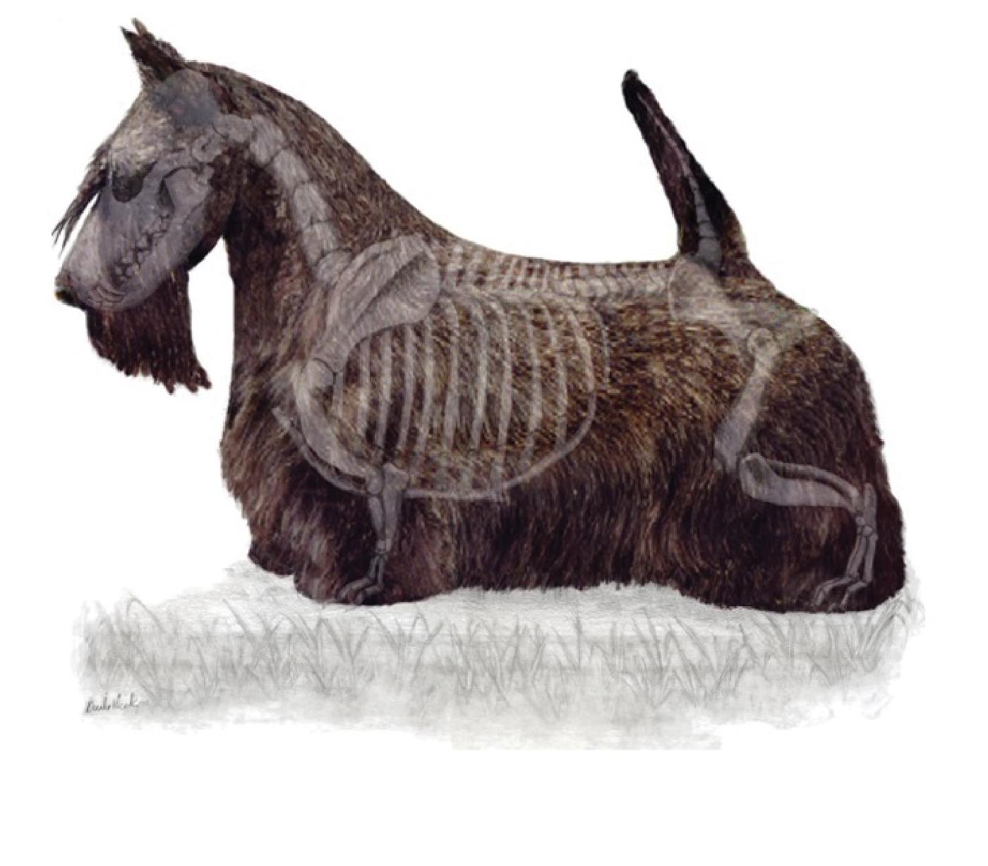 1400x1227 the scottish terrier front showsight magazine - Scottish Terrier Drawing