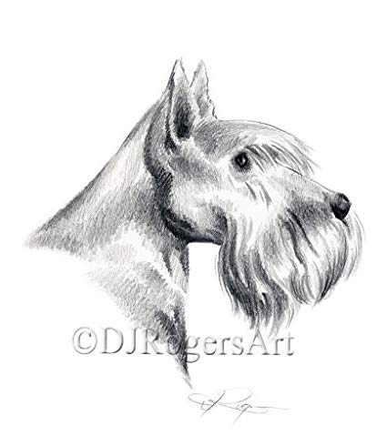 425x490 scottish terrier pencil drawing art print - Scottish Terrier Drawing