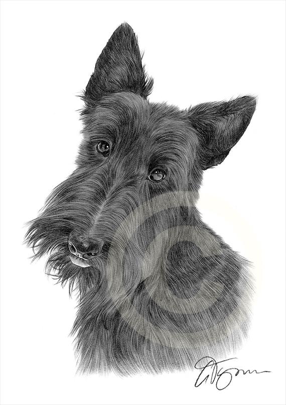 Scottish Terrier Drawing at PaintingValley.com | Explore collection of ...