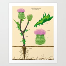 264x264 scottish thistle art prints - Scottish Thistle Drawing