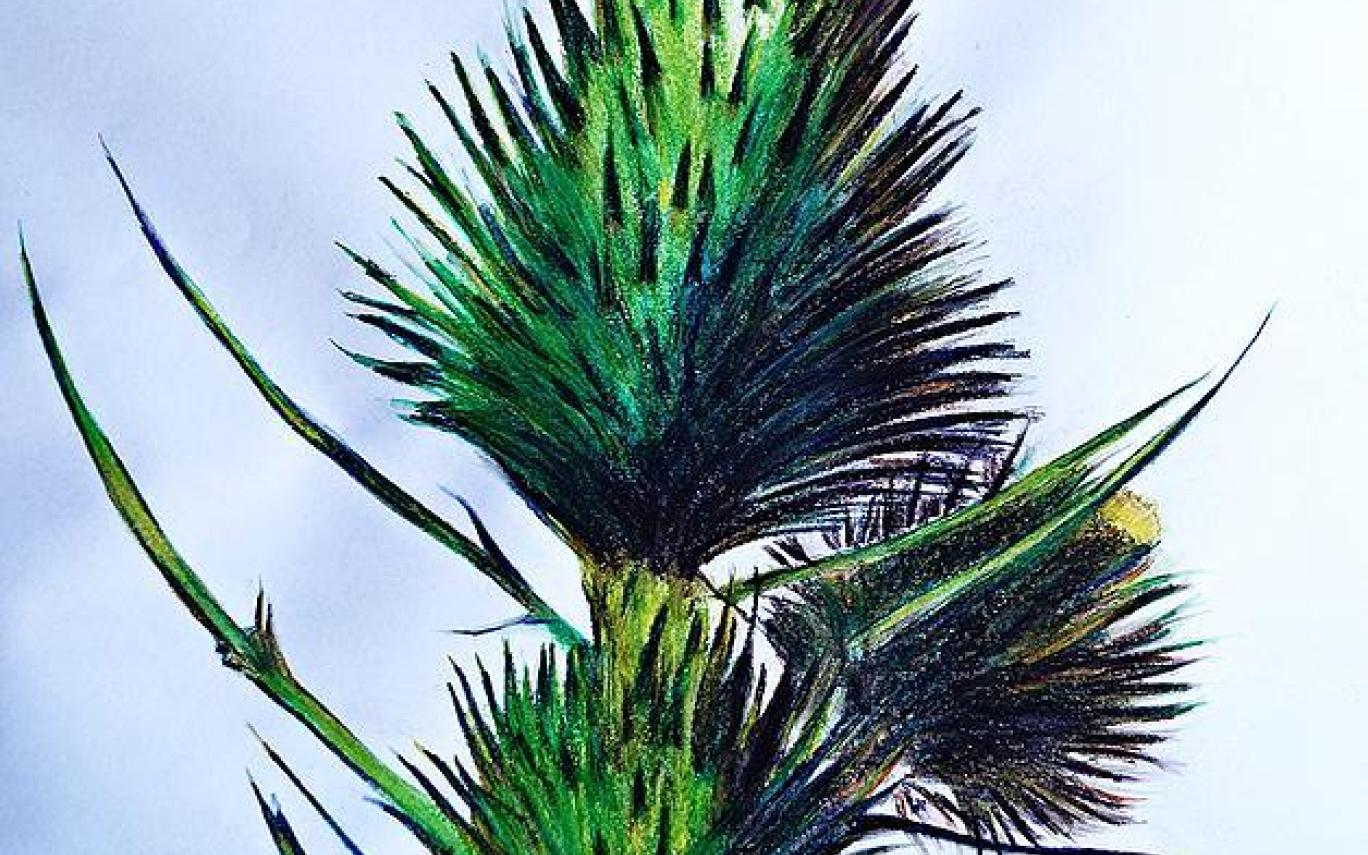 1368x855 scottish thistle drawing - Scottish Thistle Drawing