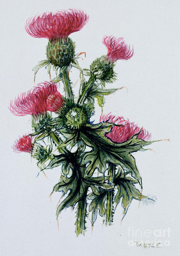 633x900 scottish thistle drawing - Scottish Thistle Drawing