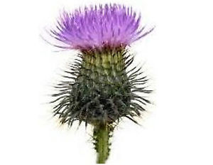 300x232 scottish thistle flower small or large sticky white paper - Scottish Thistle Drawing