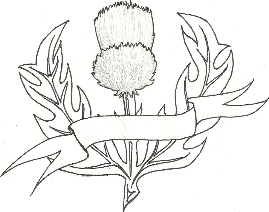 900x711 scottish thistle line drawing at com free for personal - Scottish Thistle Drawing
