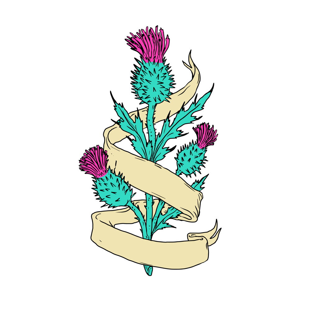 Scottish Thistle Drawing at Explore collection of