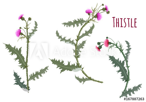 500x351 Thistle - Scottish Thistle Drawing