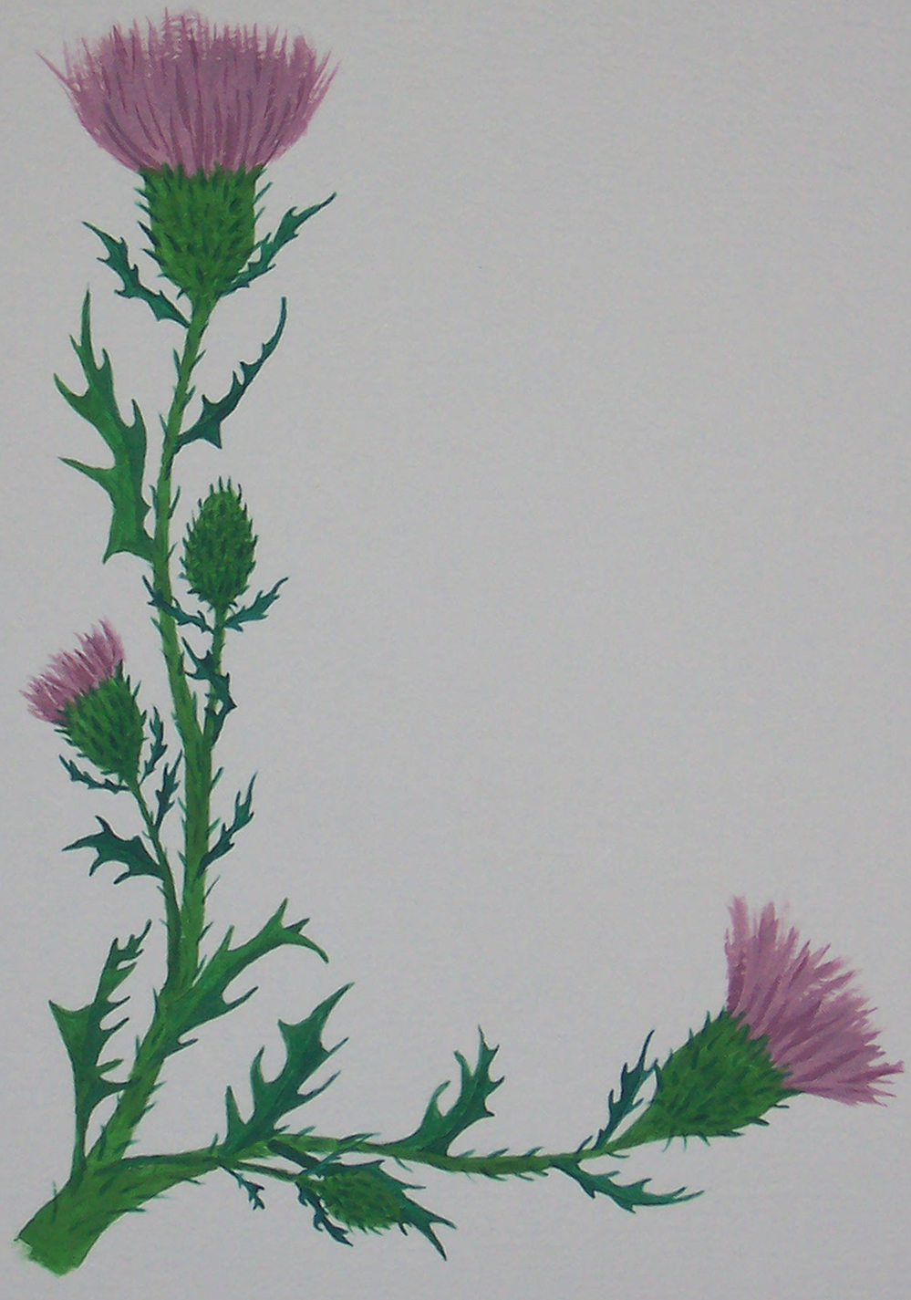 999x1425 Thistle Drawings - Scottish Thistle Drawing