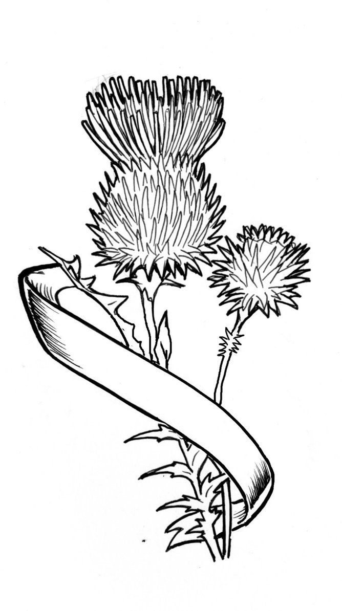 668x1194 I Like This Thistle Tattoo But I Would Have To Have It Colored - Scottish Thistle Line Drawing