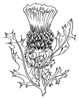 300x380 Thistle Drawings - Scottish Thistle Line Drawing