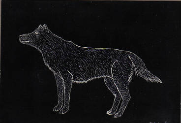 368x250 first wolf scratch drawing - Scratch Drawing