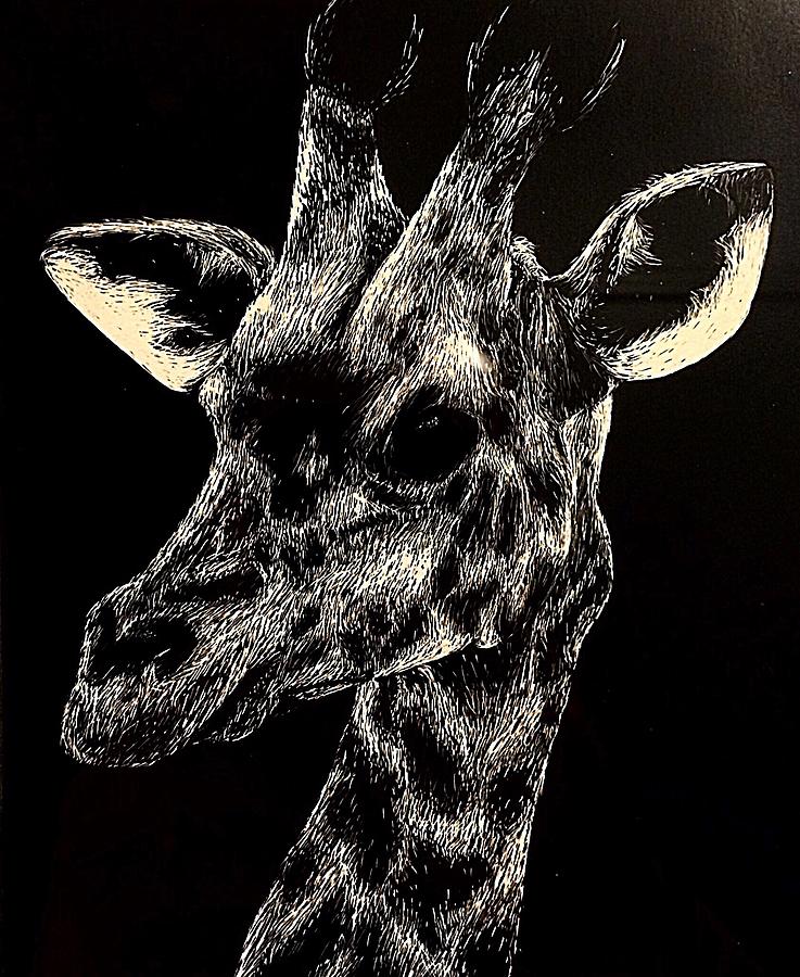 737x900 giraffe in scratch board drawing - Scratch Drawing