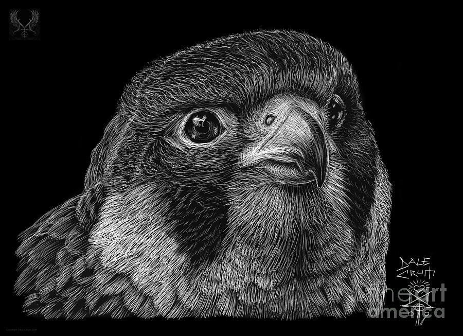 900x653 scratch board falcon drawing - Scratch Drawing
