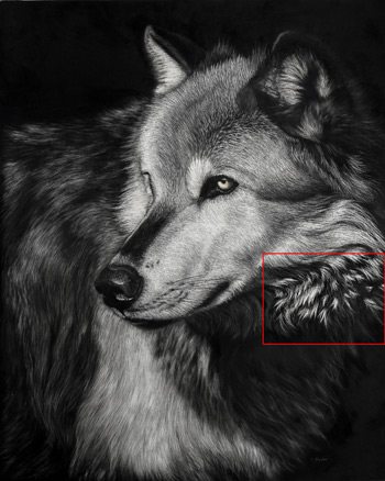 350x438 how to draw animal fur in scratchboard - Scratchboard Drawings