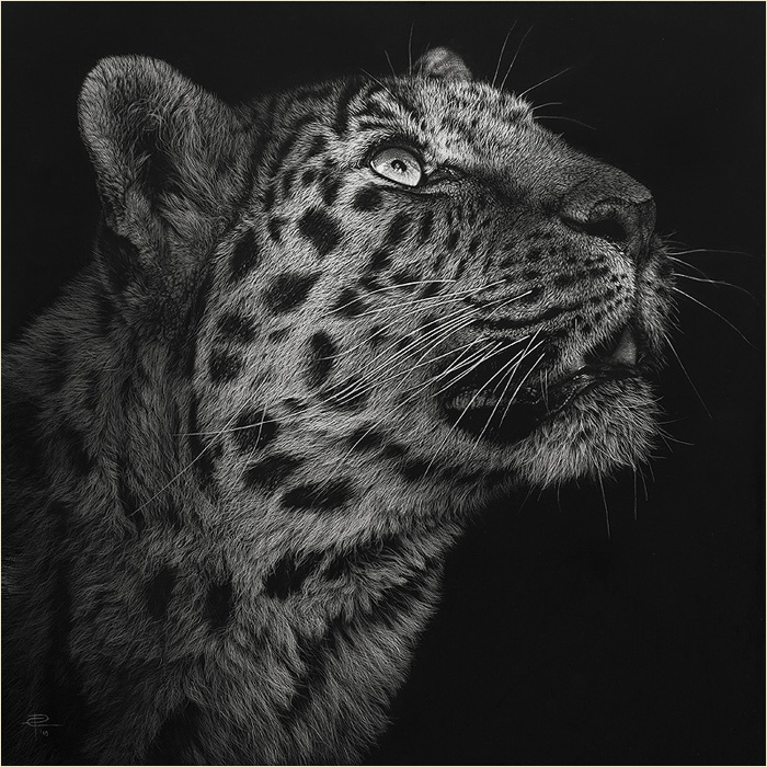 700x700 photo realistic wild animal scratchboard art - Scratchboard Drawings