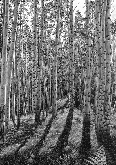 400x569 scott seibel, artist illustrator - Scratchboard Drawings