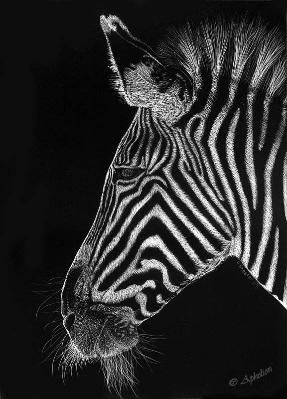 576x800 scratchboard art the scratchboard art below is - Scratchboard Drawings