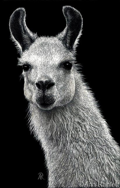 412x644 ann ranlett's blog - Scratchboard Drawings