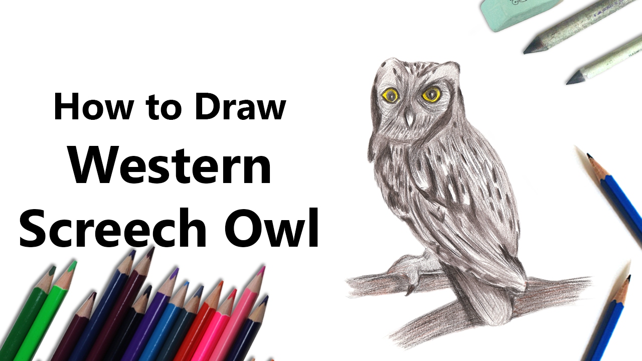 1280x720 how to draw a western screech owl with color pencils - Screech Owl Drawing
