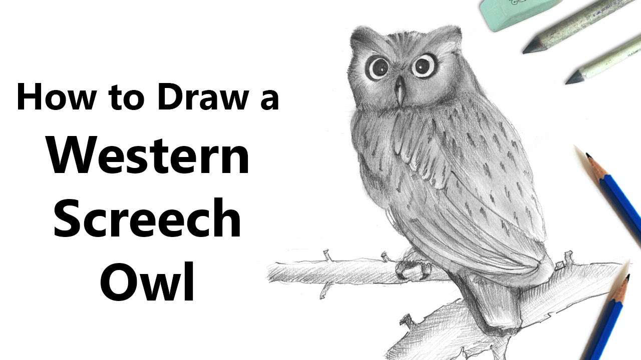 1280x720 how to draw a western screech owl with pencils - Screech Owl Drawing
