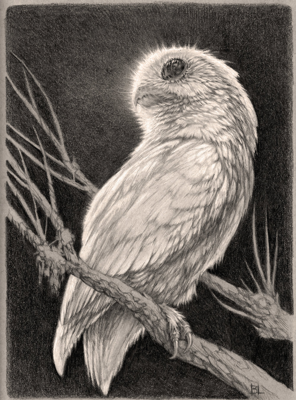 1000x1349 moonbeam original drawing brin levinson - Screech Owl Drawing