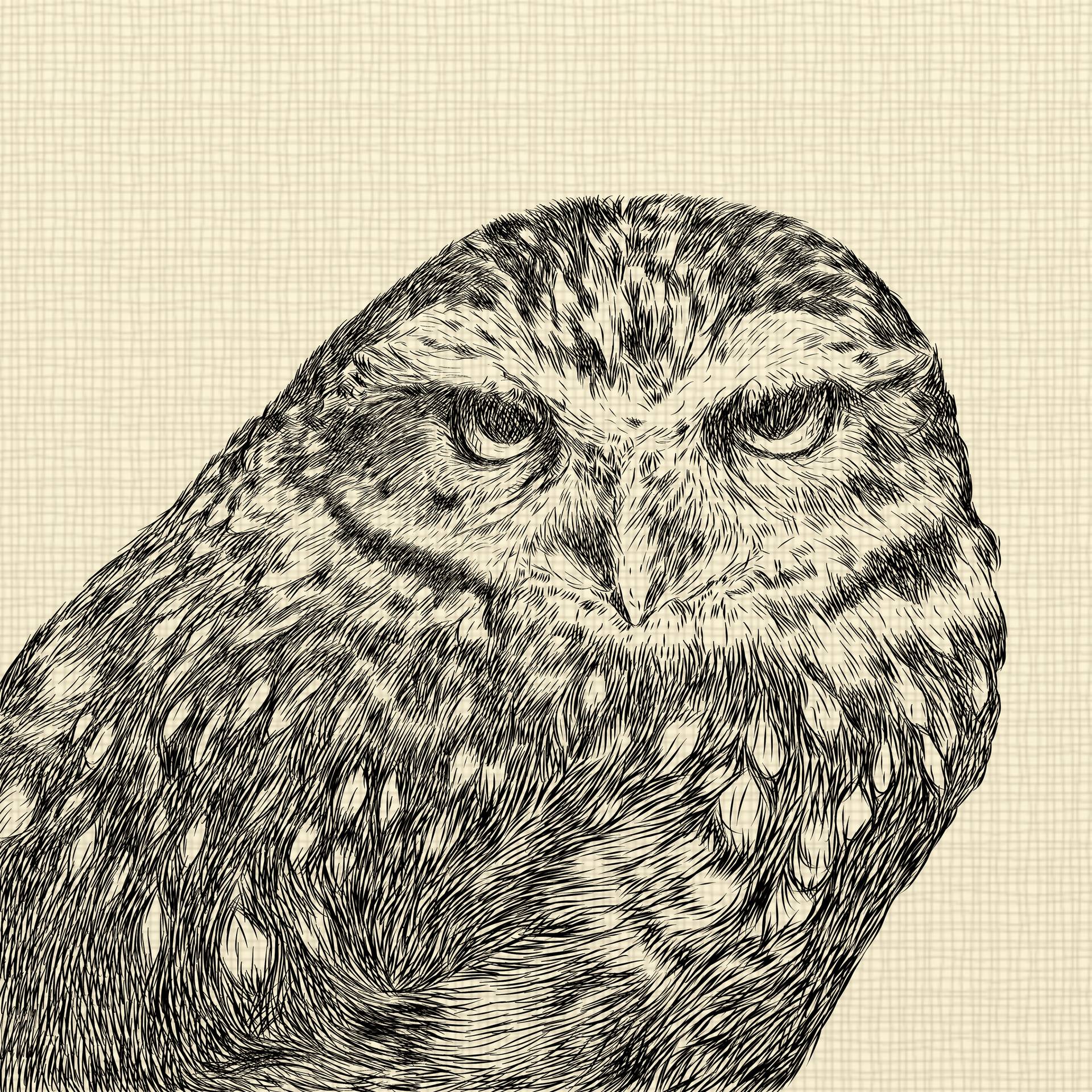 screech owl sketch
