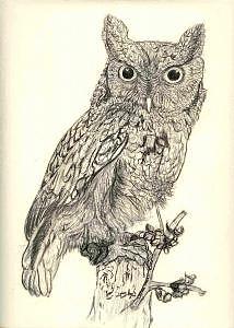 214x300 screech owl drawing - Screech Owl Drawing