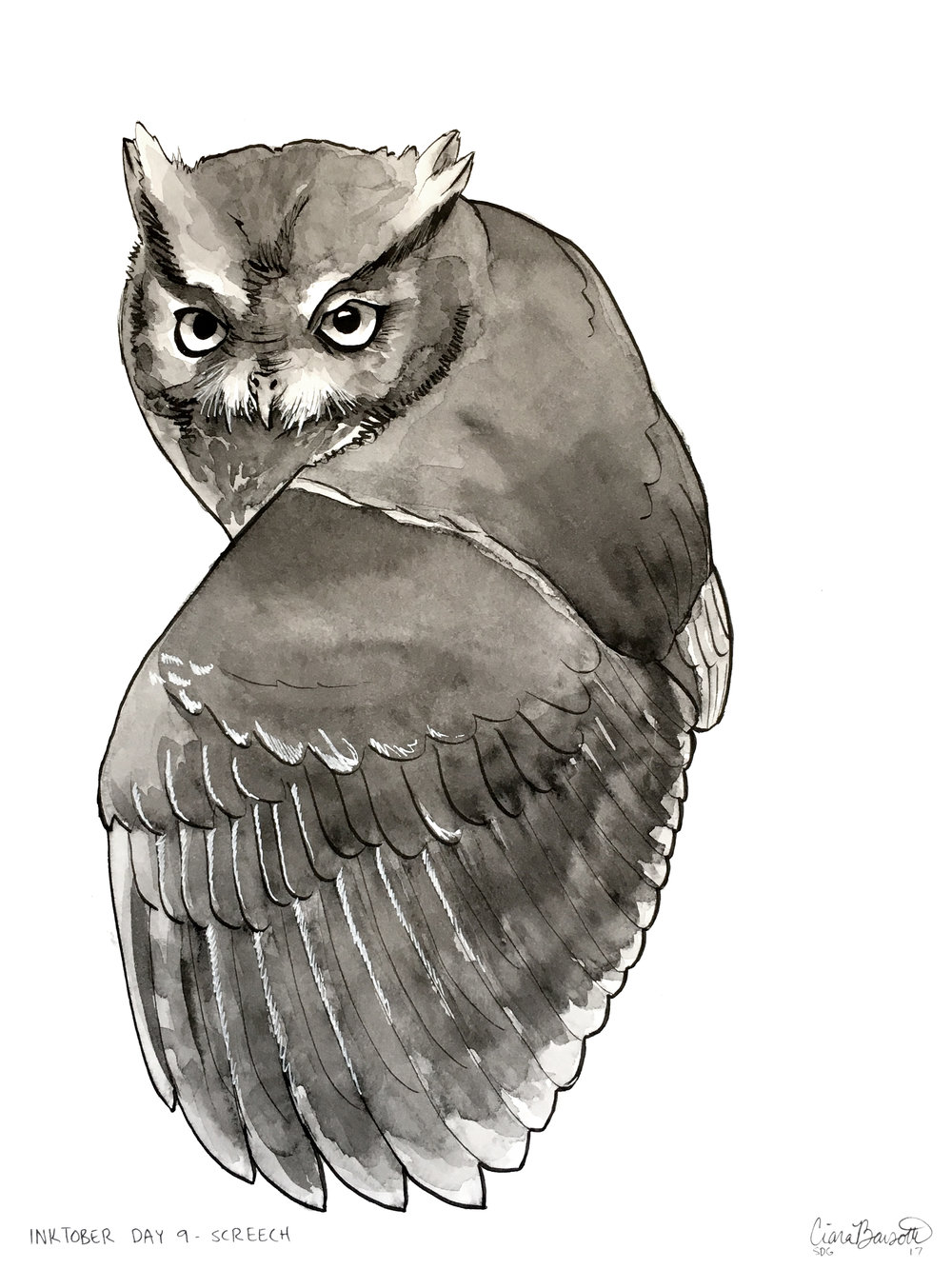 1000x1333 screech owl ink drawing ciara barsotti art - Screech Owl Drawing