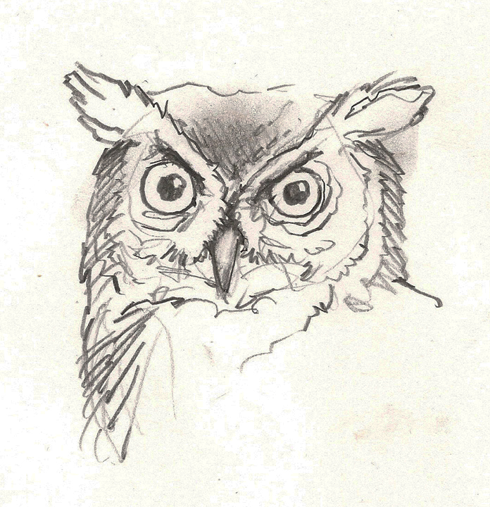 696x720 western screech owl drawing - Screech Owl Drawing