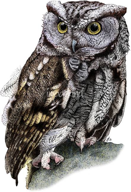 Screech Owl Drawing at PaintingValley.com | Explore collection of ...