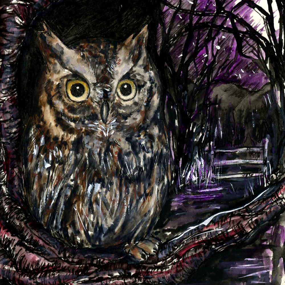 Screech Owl Drawing at Explore collection of