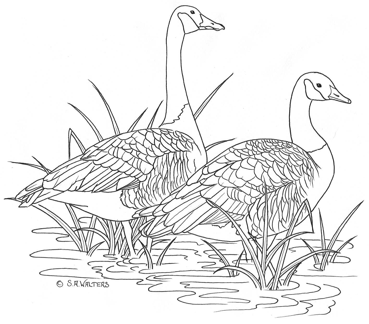 1536x1351 Adapting Patterns - Scroll Line Drawing