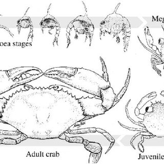 320x320 Lifecycle Of Scylla Serrata - Scylla Drawing